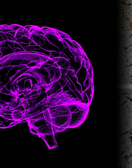 etude montre certains genes reprennent vie dans cerveau apres mort