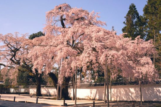 floraison précoce cerisiers japonais