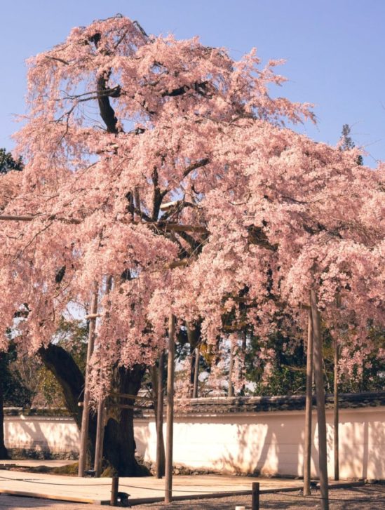 floraison précoce cerisiers japonais