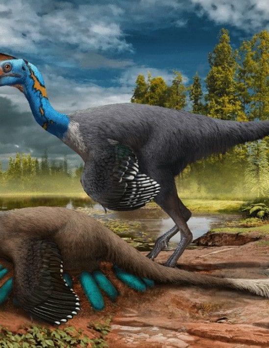 fossile nid oviraptor