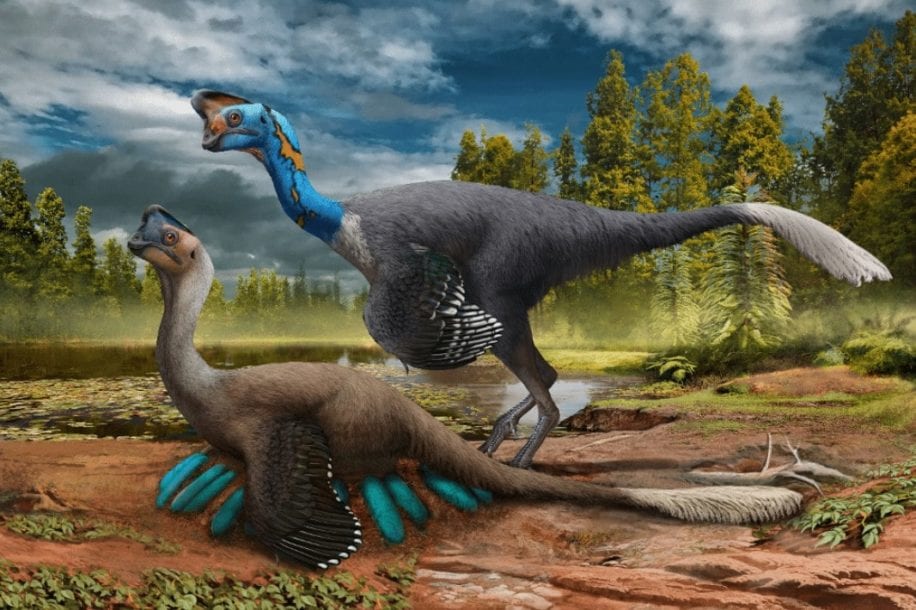 fossile nid oviraptor