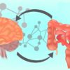 microbiote intestinal serait implique traits sagesse solitude
