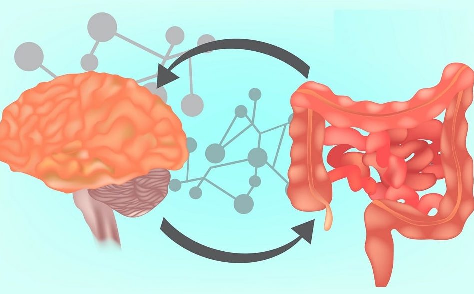 microbiote intestinal serait implique traits sagesse solitude