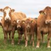 nourrir bovins elevage avec algues reduit emissions methane 82 pourcent