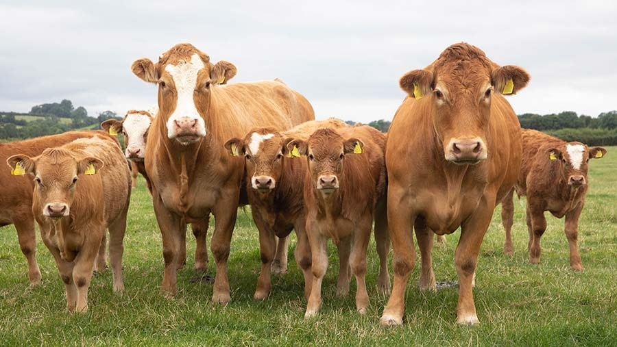 nourrir bovins elevage avec algues reduit emissions methane 82 pourcent