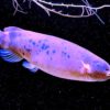 poisson-chat electrique peut pas etre electrocute