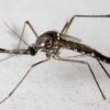 pourquoi moustiques males laissent humains tranquilles