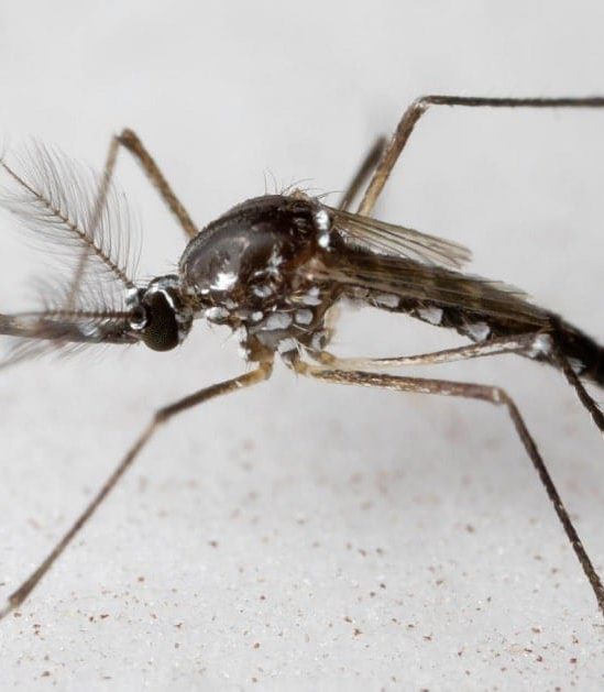 pourquoi moustiques males laissent humains tranquilles