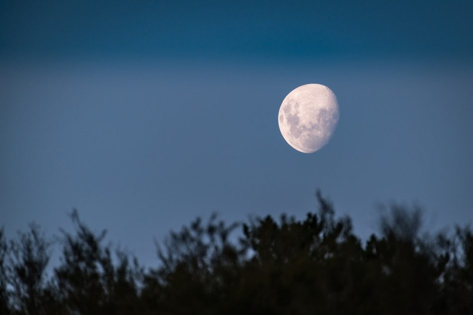 projet arche lunaire sauvegarde espèces