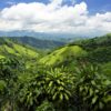 pulpe cafe permet reforestation rapide anciennes terres agricoles