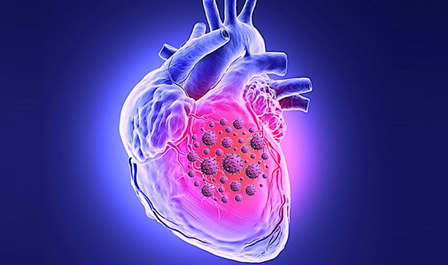 sars-cov-2 peut tuer cellules muscle cardiaque interferer avec contraction