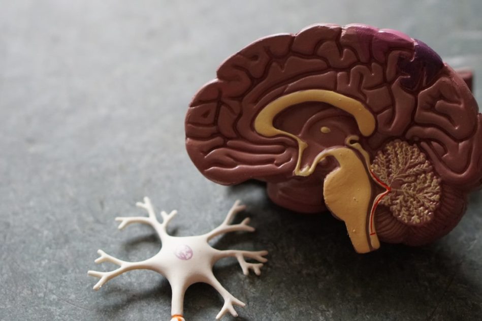 taille cerveau humain