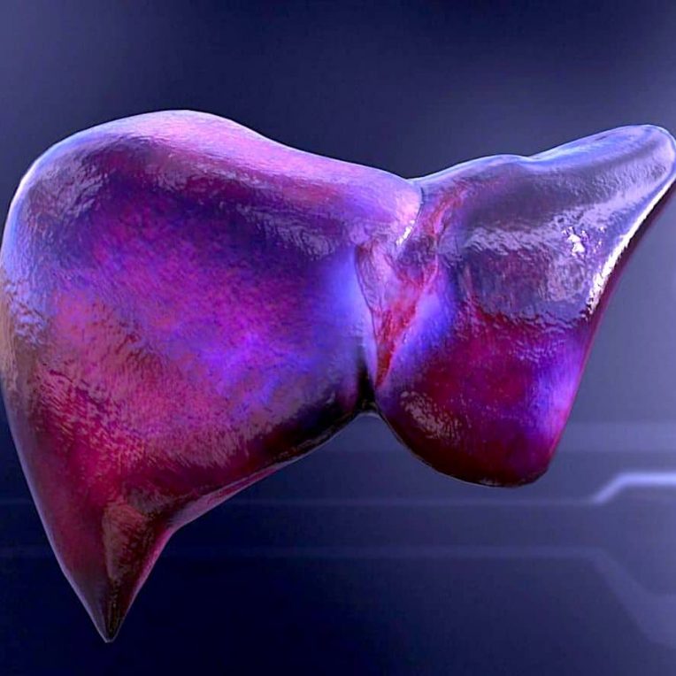 chercheurs mettent au point technique permettant produire foies transplantables en laboratoire
