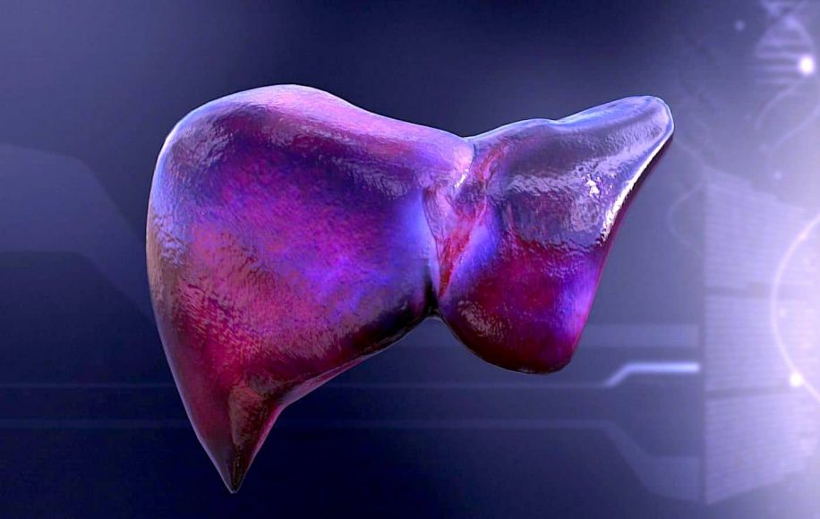 chercheurs mettent au point technique permettant produire foies transplantables en laboratoire