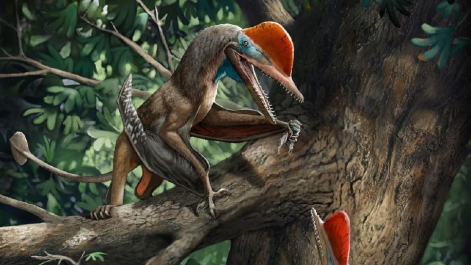 decouverte pterosaure jurassique dote pouces opposables
