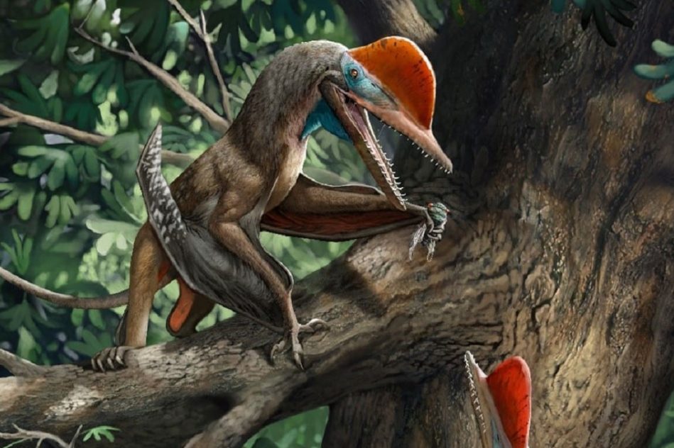 decouverte pterosaure jurassique dote pouces opposables