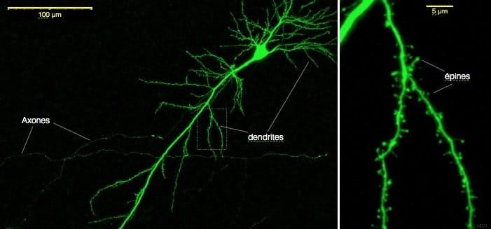 image epine dendrite neurone