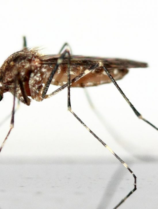 moustiques génétiquement modifiés Floride