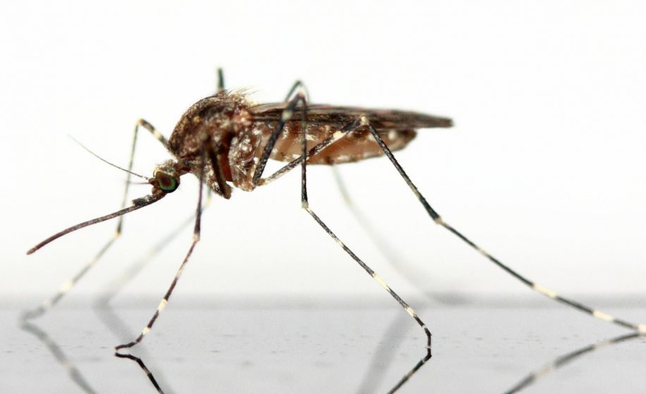 moustiques génétiquement modifiés Floride