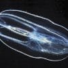 neurones uniques ctenophore seclairent evolution cerveau animaux