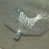 plastiques usage unique recouvrent majoritairement fond ocean pacifique nord