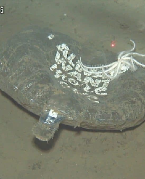 plastiques usage unique recouvrent majoritairement fond ocean pacifique nord