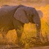 presume braconnier pietine a mort par-elephants