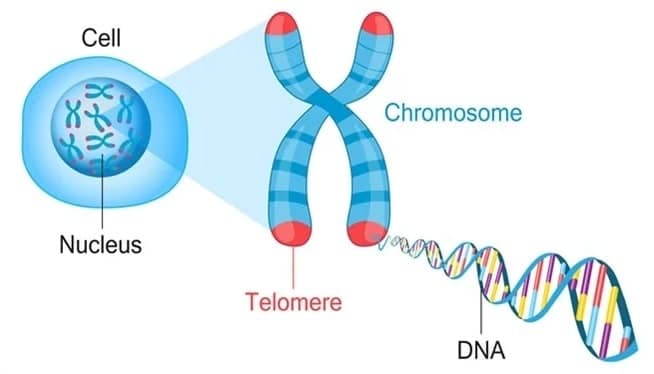 schema chromosome telomeres adn
