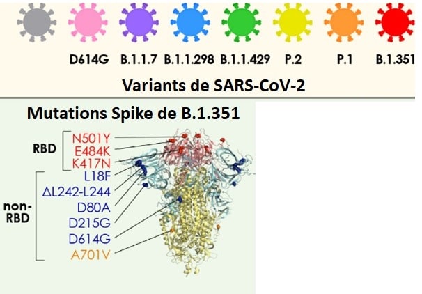 schema variant b1351 coronavirus