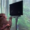video neuralink montre singe jouant pong via esprit