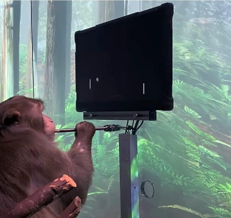 video neuralink montre singe jouant pong via esprit