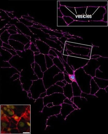 visulation 3d neurones neurites ctenophore