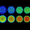 cycle infection virale revele detail dynamique
