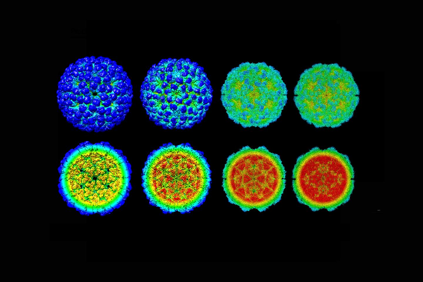 The virus infection cycle revealed in detail