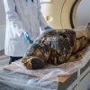 decouverte momie egyptienne enceinte