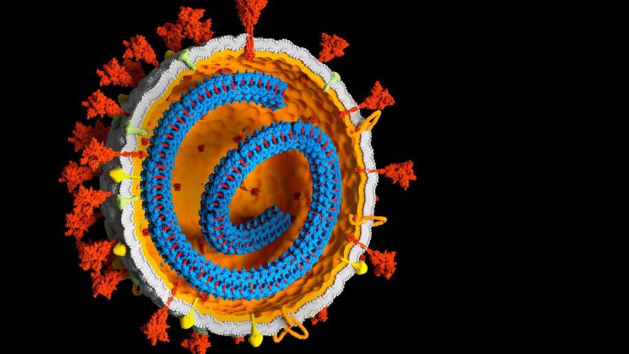 intégration gènes coronavirus ADN humain