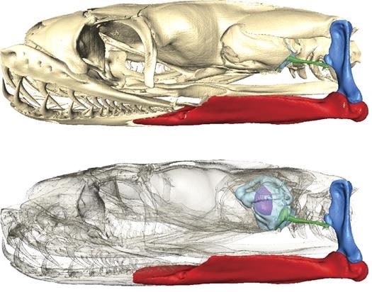 micro scan serpent anatomie