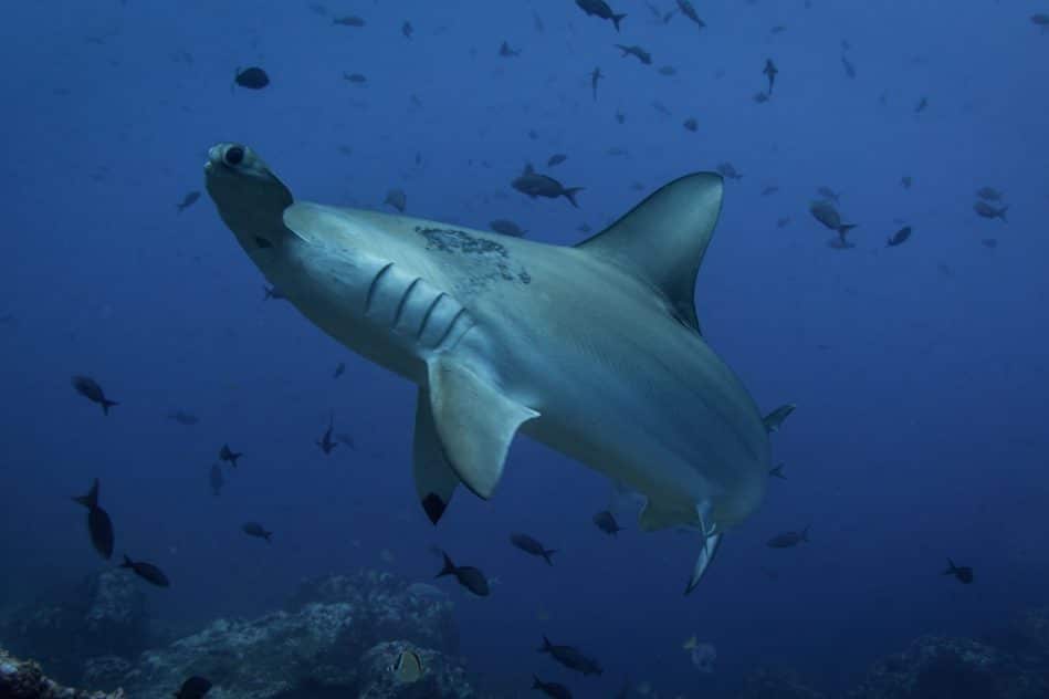 orientation requins champ magnétique