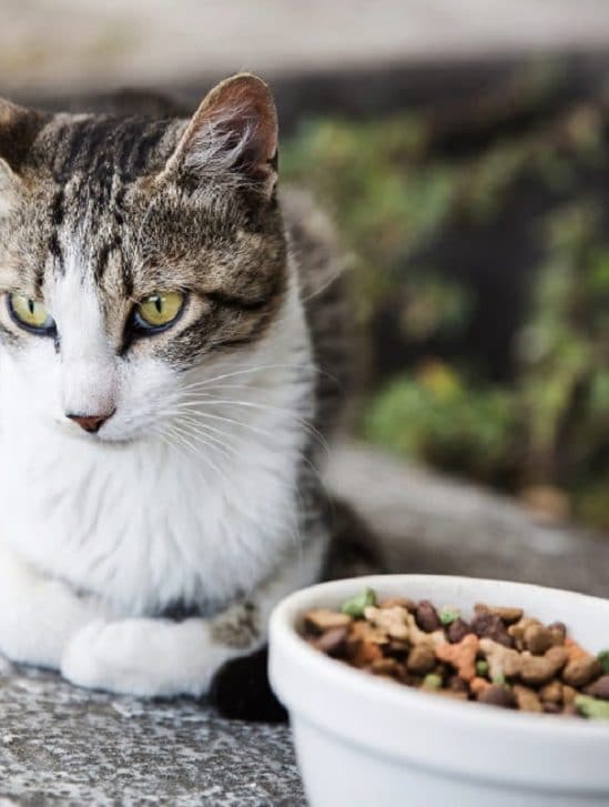pourquoi chats sont difficiles avec nourriture
