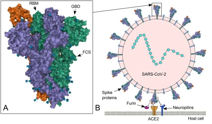 proteine pointe furine coronavirus