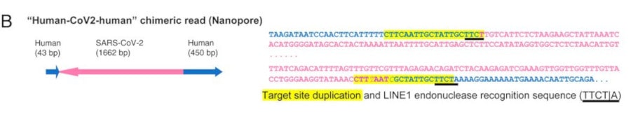 schéma intégration ARN viral ADN humain