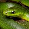 serpents peuvent ils entendre