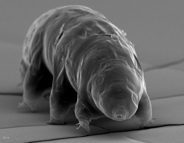 tardigrade microscope electronique balayage
