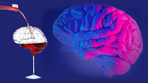 Toute Consommation D'alcool Serait Nocive Pour Le Cerveau