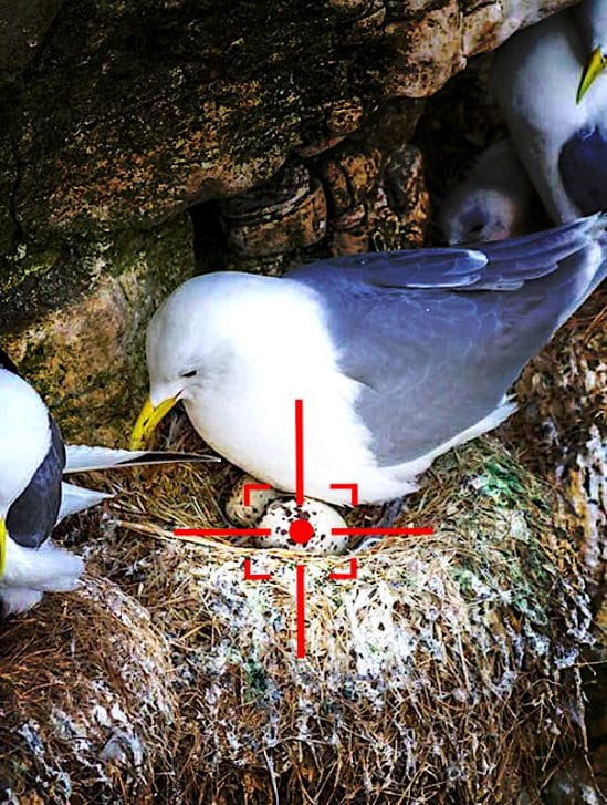 us navy developpe drones pour exterminer oeufs oiseaux pres aeroports