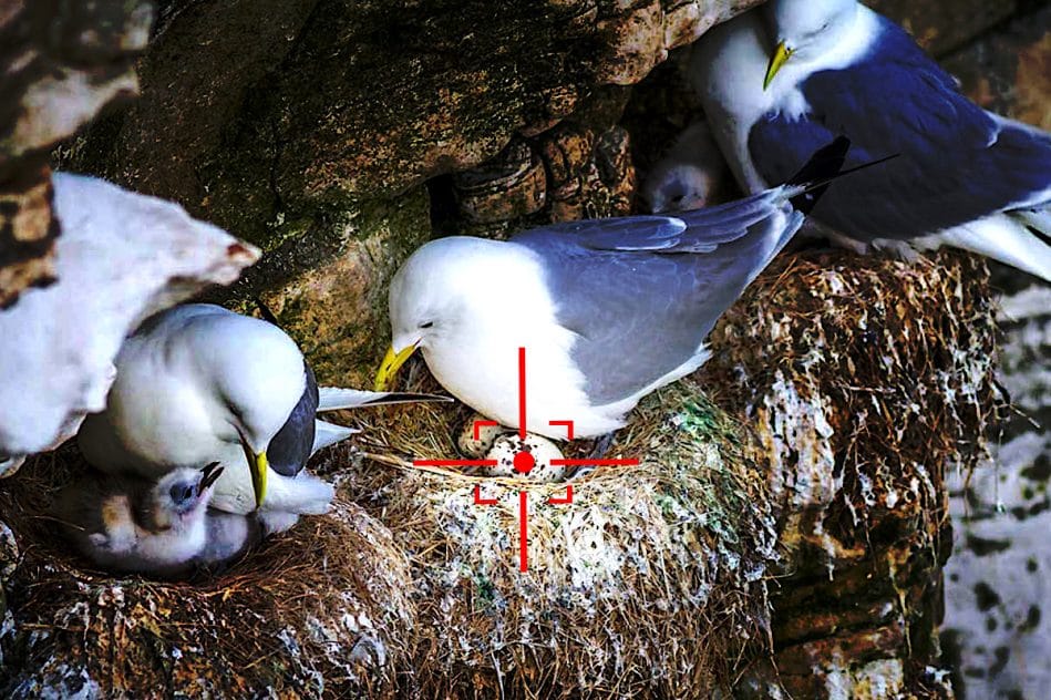 us navy developpe drones pour exterminer oeufs oiseaux pres aeroports