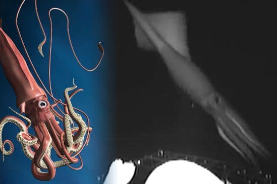 video rare calmar geant traque meduses eaux profondes