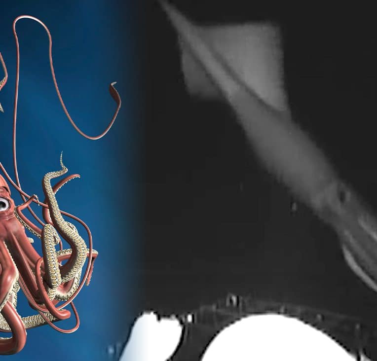 video rare calmar geant traque meduses eaux profondes