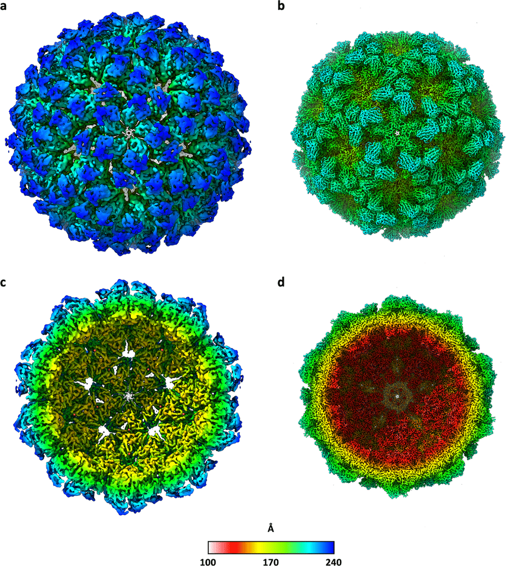 The virus infection cycle revealed in detail - World Today News