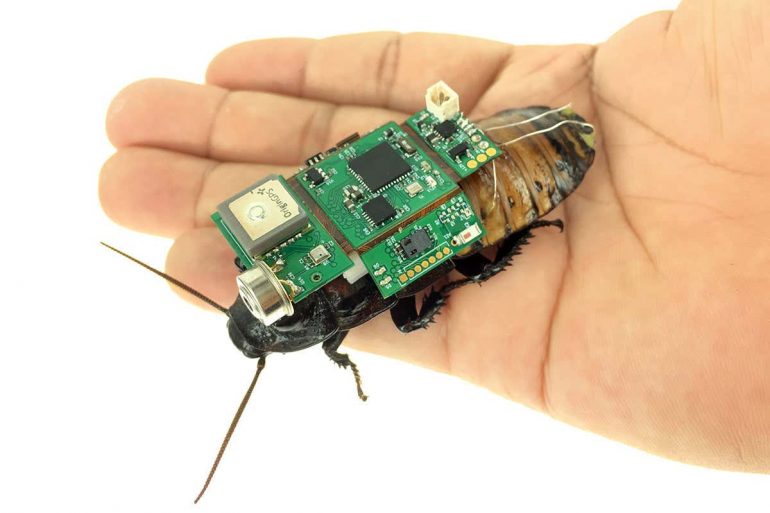 Pourquoi Le Moustique Viennent Près Des Oreilles Innovation : du bois complètement transparent, qui pourrait remplacer